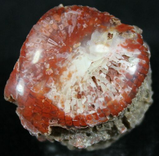 Pennsylvanian Aged Red Agatized Horn Coral - Utah #26373